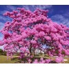 Seed-Top 60 Pink Tabebuia Rosea Seeds Trumpet Tree Handroanthus chrysotrichus