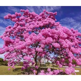 Seed-Top 60 Pink Tabebuia Rosea Seeds Trumpet Tree Handroanthus chrysotrichus Rare Tree