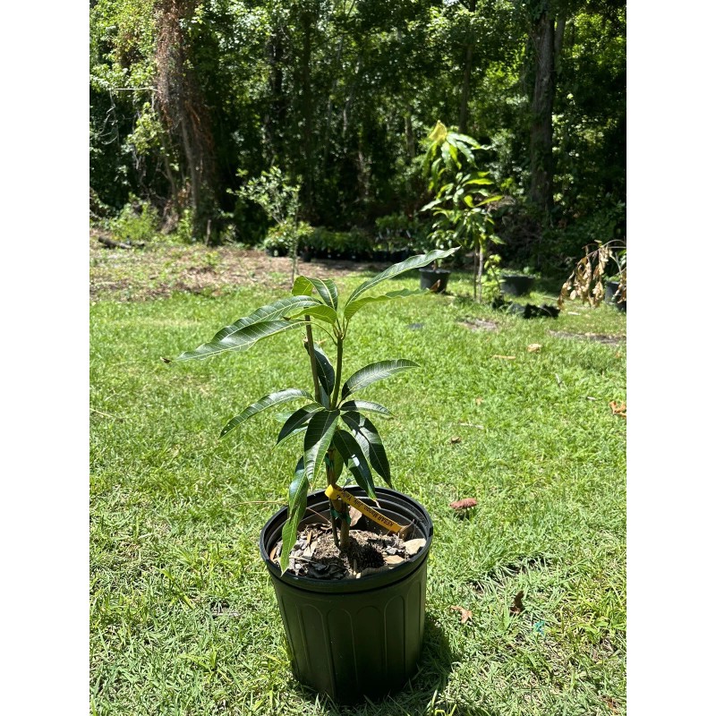 Tree Madame Francis Haitian Mango Grafted Tree 2-4 Ft Tall.