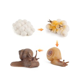 Life Cycle from Frog Snail Earthworm Dragonfly Egg Tadpoles to Frog Safariology Amphibian Figures Toy Kit Plastic Forest Animals Figures Education School Project for Children (Slug)