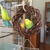 Vogelgaleria® Delicious Willow Ring for Nibbling for Budgies, Cockatiels etc.