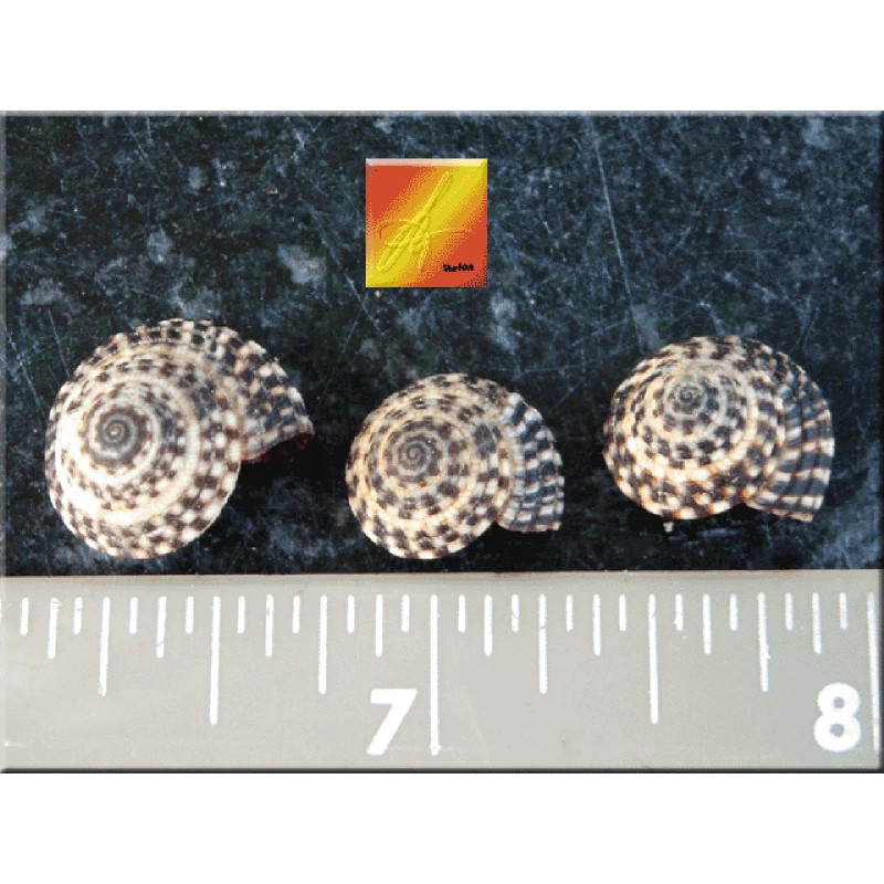 Florida Shells and Gifts Inc. 12 tiny Heliacus Snail Mini