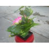 Plastic Artificial Lotus Flower with Black Square Procelain Pot