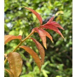 Rare Tropical Fruiting Cacti Barbados gooseberry - Pereskia aculeata cactus - 8 Cuttings - Easy To Root!