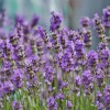 MySeeds.Co Lavender, Italian (Lavandula angustifolia) Herb Seeds, Fragrant Blooms -