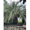 HomeGrown 10x Pindo (Jelly) Palm Tree Seeds (Butia Capitata) Cold-Hardy!