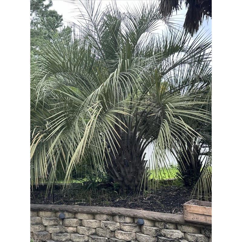HomeGrown 10x Pindo (Jelly) Palm Tree Seeds (Butia Capitata) Cold-Hardy!