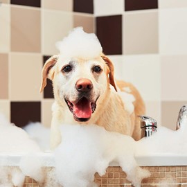 Dog Conditioner - Pooch Botanique 25 to 1 Concentrate Hypoallergenic Dog Conditioner - Very Concentrated Simply 1 Cap of Creme Rinse to 25 caps of Water - Soothing