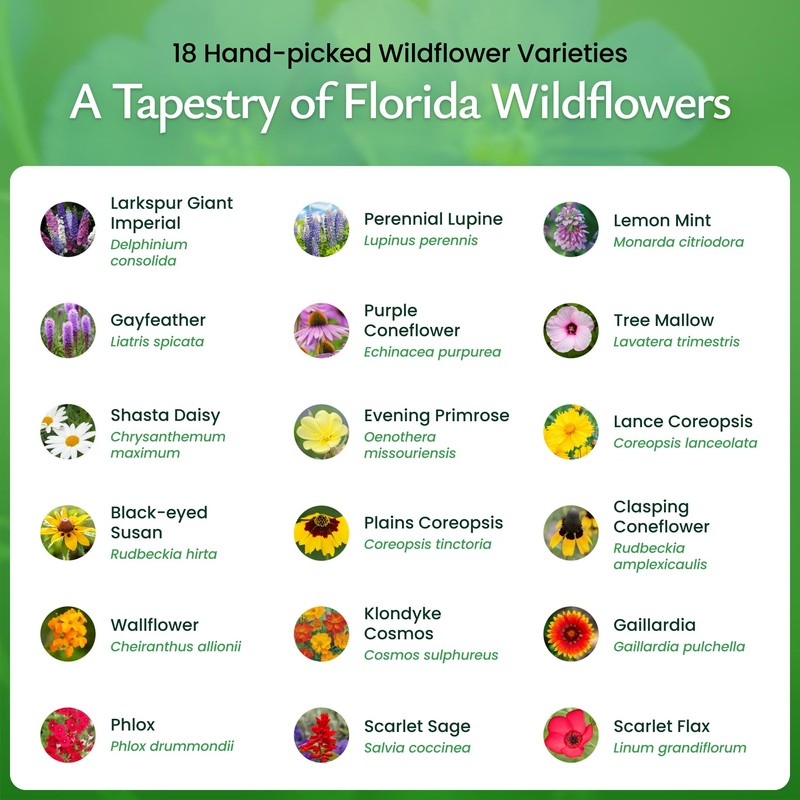 Created By Nature Florida Wildflower Seed Mix, 18 Flower Varieties,