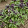 PREMIER SEEDS DIRECT - HERB - BASIL - THAI LARGE