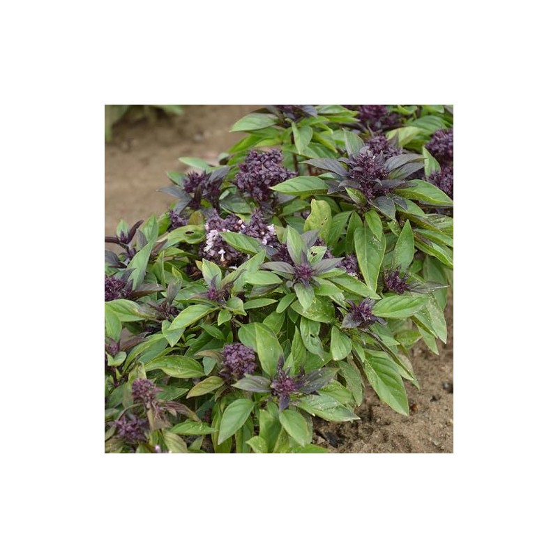 PREMIER SEEDS DIRECT - HERB - BASIL - THAI LARGE