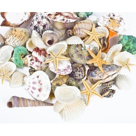 Famoby Sea Shells Mixed Beach Seashells Starfish for Beach Theme Party Wedding Decorations DIY Crafts Candle Making Fish Tank Vase Fillers Home Decorations Supplies 70+ pcs