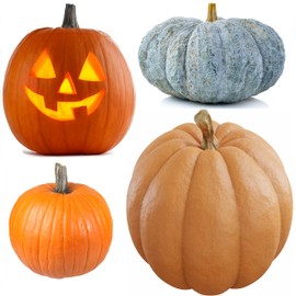 Pumpkin Seeds for Planting – 4 Variety Pack: Big Max, Jack-O'-Lantern, Jarrahdale, Sugar Pie – Non-GMO Heirloom Seeds for Fall Gardening, Carving, Baking, Decoration & Competitions