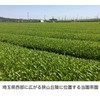 Sayama Fukamushi Honpo Sawaden-en Fukamushi Special Tea 3.5 oz (100