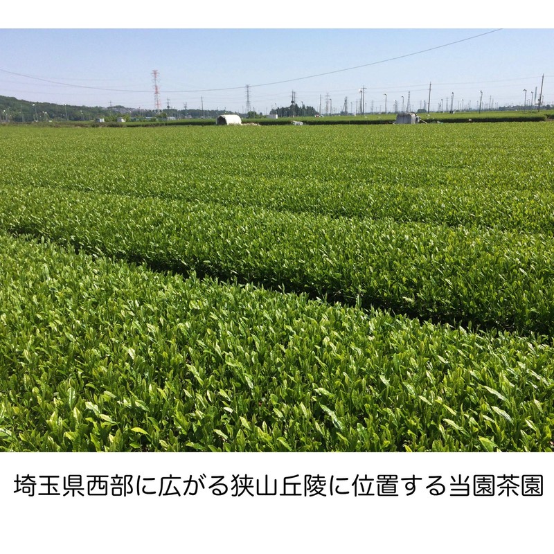 Sayama Fukamushi Honpo Sawaden-en Fukamushi Special Tea 3.5 oz (100