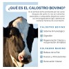 Calostro Bovino 1000 Mg Grass Fed Libre de Pastoreo Colostrum