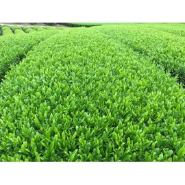 [2024 New Tea] Ureshino Tea Exquisite (3.5 oz (100 g) x 1 Bottle) [Natural Gyokuro] with a slight blend of [Yabukita Green Tea Ace]