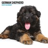 German Shepherd 2025 Modern Calendar