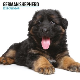German Shepherd 2025 Modern Calendar