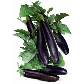 TomorrowSeeds 100+ Eggplant Seeds USA Long Purple Eggplants Aubergine Asian Vegetable 2024
