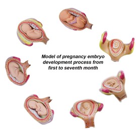 INTBUYING Education Model 8PCS Removable Human Anatomical Embryonic Development Nurse Study Human Pregnancy Development Process Model