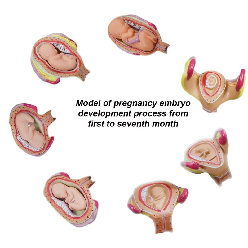 INTBUYING Education Model 8PCS Removable Human Anatomical Embryonic Development Nurse