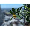 Calamondin Citrus Plant NO Shipping to CA, AZ, or TX