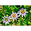 Unique Exotic Passion Flower Passionflower 10 Seeds for Planting Non-GMO