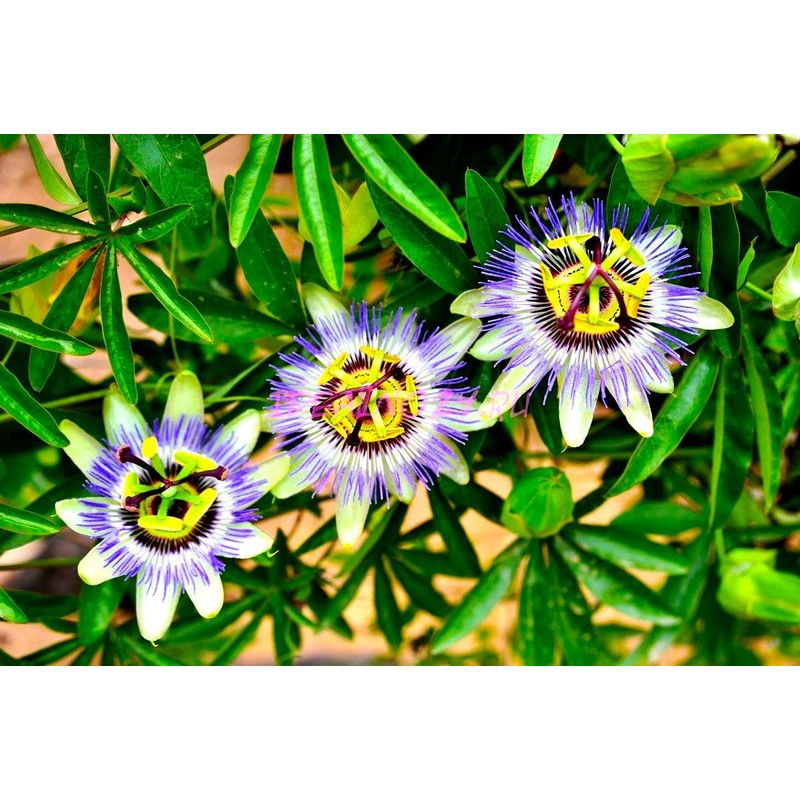 Unique Exotic Passion Flower Passionflower 10 Seeds for Planting Non-GMO