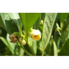 Anise Forest Green | 2 Extra Large 3 Gallon Plants | Illicium parviflorum | Fragrant Foliage | Shade Tolerant