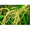 Organic Long Grain White Rice, 8 Pounds - Non-GMO, Kosher,