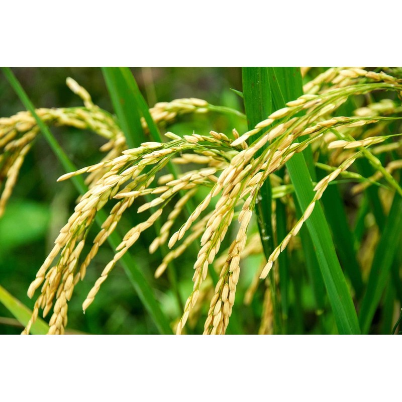 Organic Long Grain White Rice, 8 Pounds - Non-GMO, Kosher,