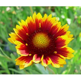 1000 Indian Blanket Flower Seeds for Planting 2 Grams of Seeds Gaillardia Pulchella USA Harvested pollinator bee Butterfly