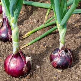 The Old Farmer's Almanac Red Creole Onion Seeds - Heirloom, Non-GMO, Premium Quality, Open Pollinated, Spicy-Sweet Flavor (1 Packet - 1 Gram - Approx 250 Seeds)