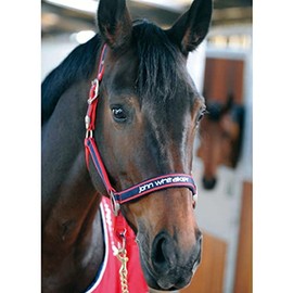 John Whitaker Unisex Padded Head Collar Red/Navy Pony