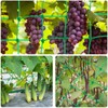 Trellis Net - Vaktop Cucumber Net with 50 Plant Ties,