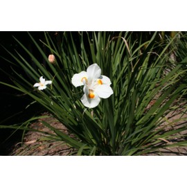 African Iris White - 3 Live Plants - Dietes Iridioides - Drought Tolerant Groundcover Grass