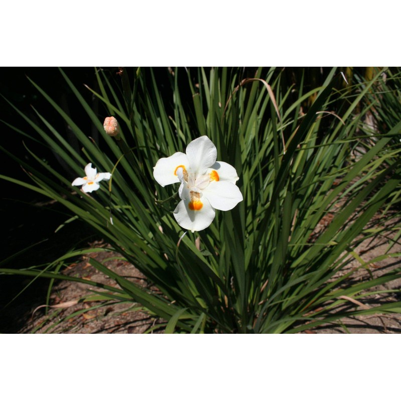 African Iris White - 3 Live Plants - Dietes Iridioides