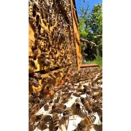 Bálsamo Labial Hidratante Con Cera Y Miel De Abeja 2 Piezas                                                                                           