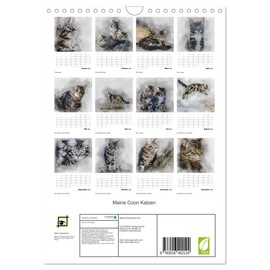 Maine Coon Katzen (Wandkalender 2026 DIN A4 hoch), CALVENDO Monatskalender: Eine der größten Katzen der Welt: Maine-Coon (CALVENDO Tiere)