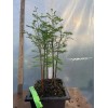 Tree 5 Tree Bald Cypress - Forest Bonsai