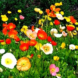 Alaska Poppy Flower Seeds - Papaver nudicaule - 1000+ Seeds - From Denali Area
