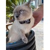 SuperBuddy Cat Collars Breakaway with Cute Bow Bell - 2