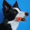 Paw Ready Pet Toothbrushing Assistant for Puppies' Dogs and Cats