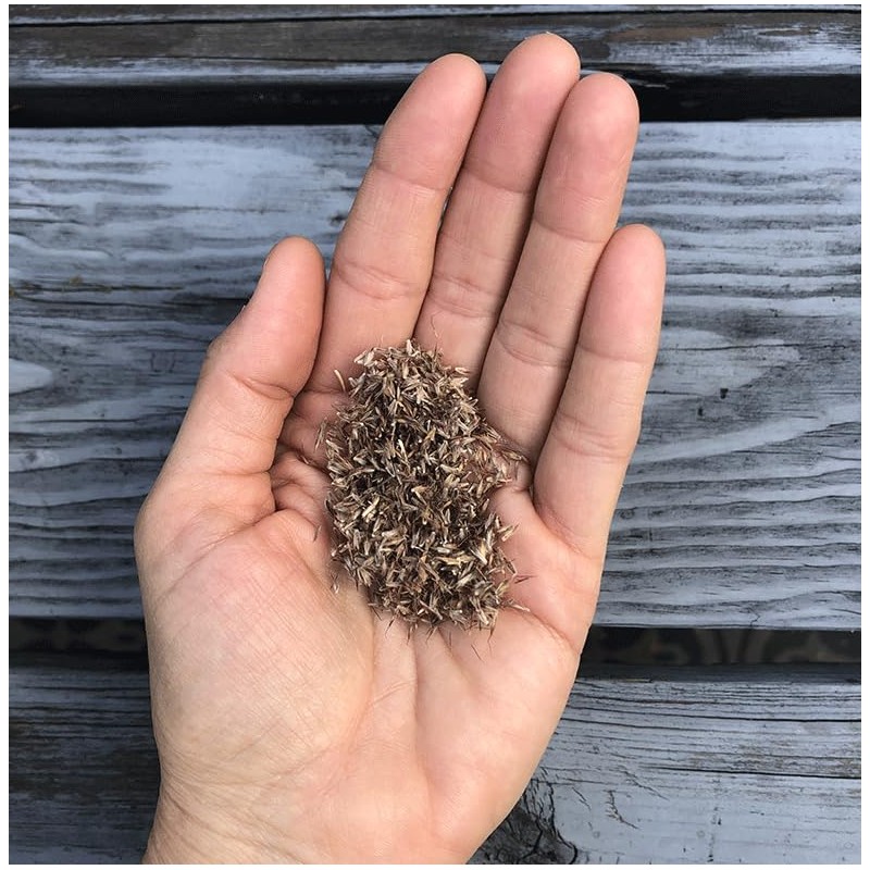 400 Lemongrass Indian West Seeds by Mai's Family