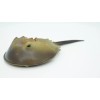 Deshen Du Horseshoe Crab Toy, Arthropods, Quality, Rubber, Educational, Model,
