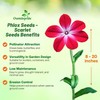 Outsidepride Scarlet Phlox Seeds - 5000 Pcs. Annual, Compact &