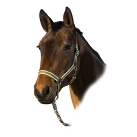 USG Halter with Silver Fittings, Cob, Brown/Orange/Light Green