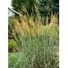 1000 Indiangrass Indian Grass Seeds Native Prairie Wildflower Clumping Ornamental