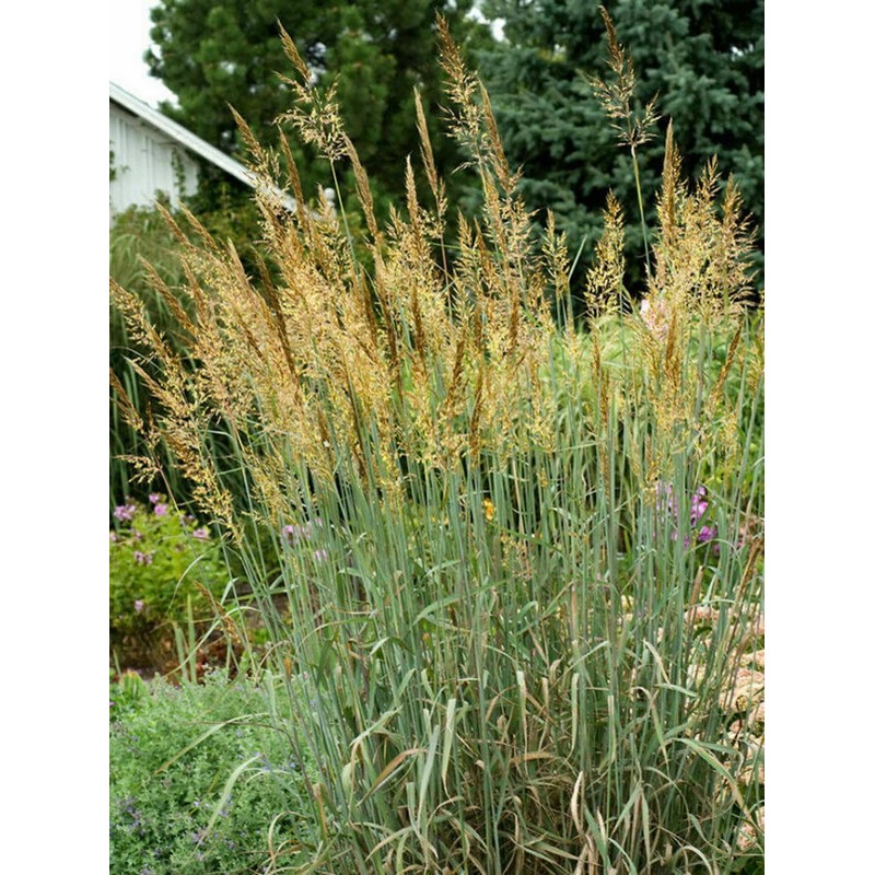 1000 Indiangrass Indian Grass Seeds Native Prairie Wildflower Clumping Ornamental